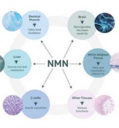 ɼ��NMN���ý�����˥��������˰ҥ�ԣ�