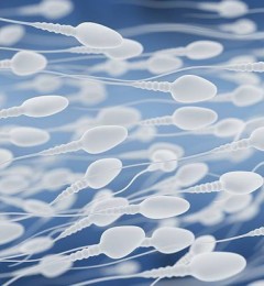 受精卵细胞分裂 开始生命的第一程