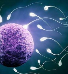 卵子如何逆龄？以色列研究人员发现卵子生命密码