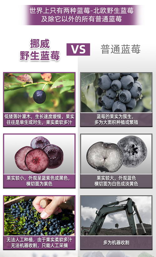 北欧野生蓝莓原浆,纯天然的健康臻品