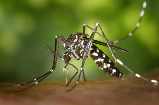 冬季看不到蚊子 是因为蚊子怕冷吗?