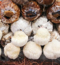 研究人员发现食用蘑菇可以促进神经生长并增强记忆力