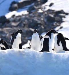 流感面前＂地球没有净土” 南极帝企鹅也危险了！