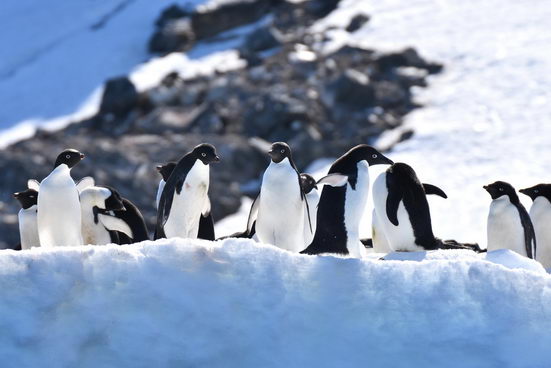 流感面前"地球没有净土” 南极帝企鹅也危险了！