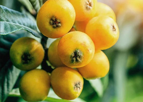 春吃枇杷润肺又止咳